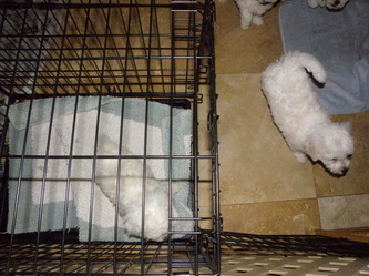 Gracie & Gigi's pups