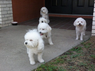 The Lords Shepherd guarding the Blessed Bichons!!
