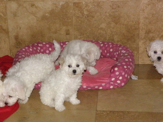 Gracie & Gigi's pups