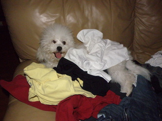 Ruby in her favorite place playing in the clean clothes :)