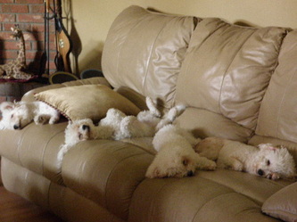 Princess, Gigi, Annie, & Millie all sleeping : )