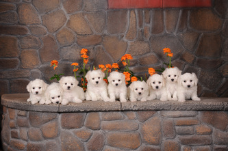 ALL PUPPIES : )