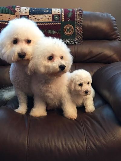 Peppie, Snowball and pup